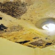 Permalink to Mold Damage Insurance Claim: 4 Reasons Why You Should Use a Public Adjuster Mold Damage Insurance Claims