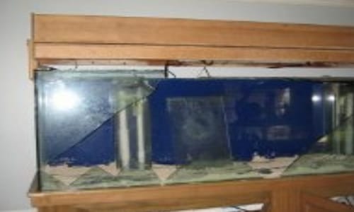 Broken Salt Water Fish Tank Insurance Claim