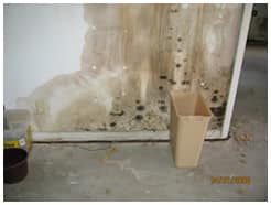 Advocate Claim Service - Mold