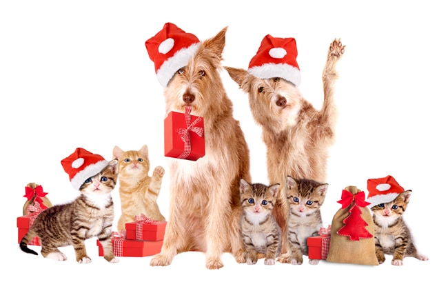 Safety Tips to Protect Your Pets This Holiday Season